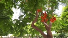 Delonix regia