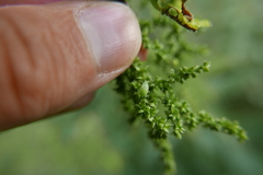 Liocoris tripustulatus