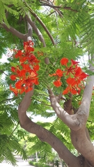 Delonix regia