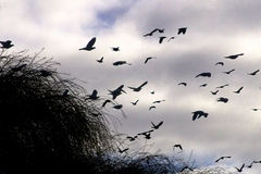 Patagioenas araucana