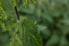 Compsidolon salicellum