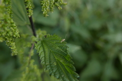 Compsidolon salicellum