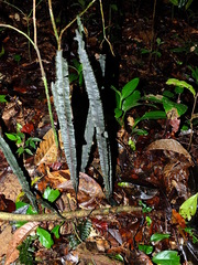 Trichomanes vittaria