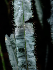 Trichomanes vittaria