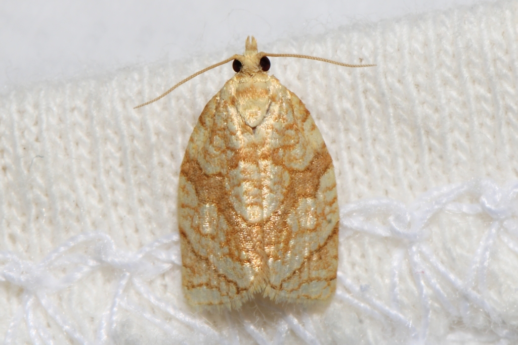 Shimmering Gold Adoxophyes Moth