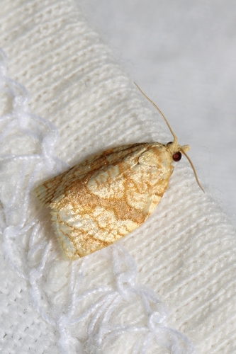 Shimmering Gold Adoxophyes Moth photo 2