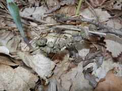 Phylloxera caryaeren