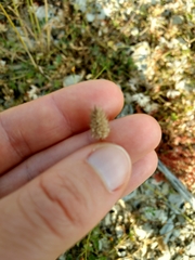 Phleum exaratum
