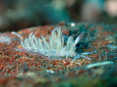 Unidentia