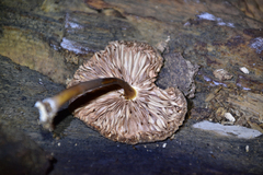 Pluteus umbrosus