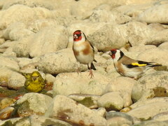 Carduelis carduelis