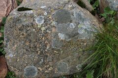 Ionaspis lacustris