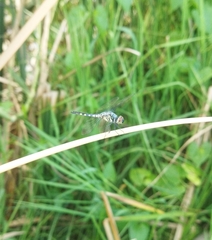 Brachydiplax