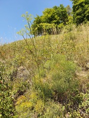 Peucedanum officinale