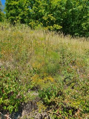 Peucedanum officinale