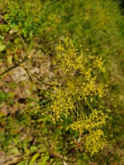 Peucedanum officinale