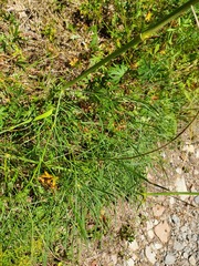 Peucedanum officinale