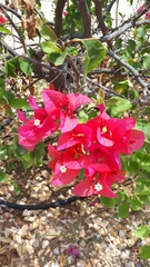 Bougainvillea