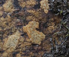 Ionaspis lacustris