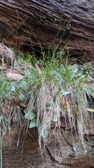 Carex curatorum