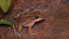 Hoplobatrachus crassus