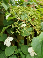 Hydrangea petiolaris