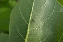 Halticus luteicollis