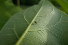 Halticus luteicollis