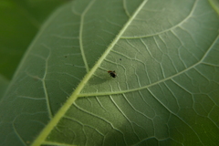 Halticus luteicollis