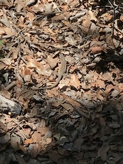 Aspidoscelis stictogrammus