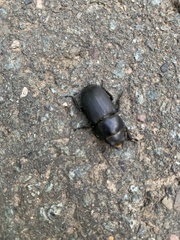 Dorcus parallelipipedus