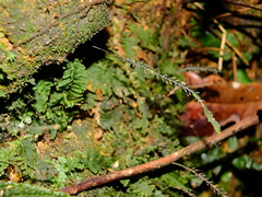Trichomanes botryoides