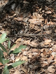 Aspidoscelis stictogrammus