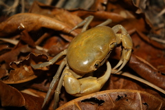 Geothelphusa albogilva