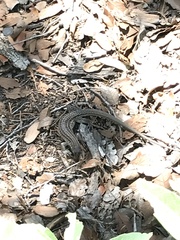 Aspidoscelis stictogrammus