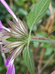 Dicliptera clinopodia