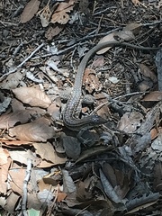 Aspidoscelis stictogrammus