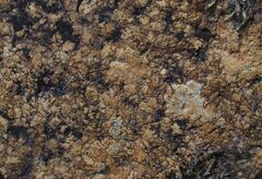 Ionaspis lacustris