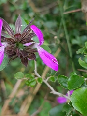 Dicliptera clinopodia