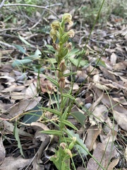 Pterostylis sanguinea