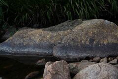 Ionaspis lacustris