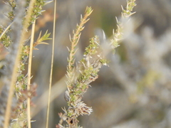 Junellia seriphioides