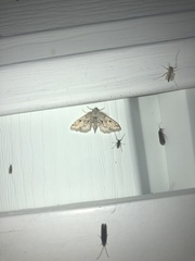 Melanomma auricinctaria