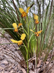 Diuris brumalis