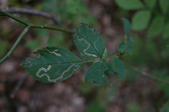 Stigmella splendidissimella