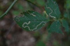 Stigmella splendidissimella