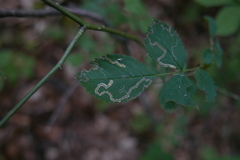 Stigmella splendidissimella
