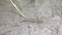 Whitmania pigra