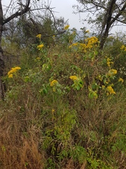 Senecio pleistocephalus