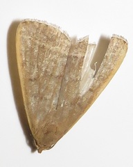 Simplicia extinctalis